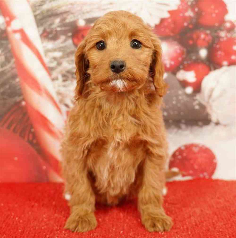 Image of a pet breed in the gallery