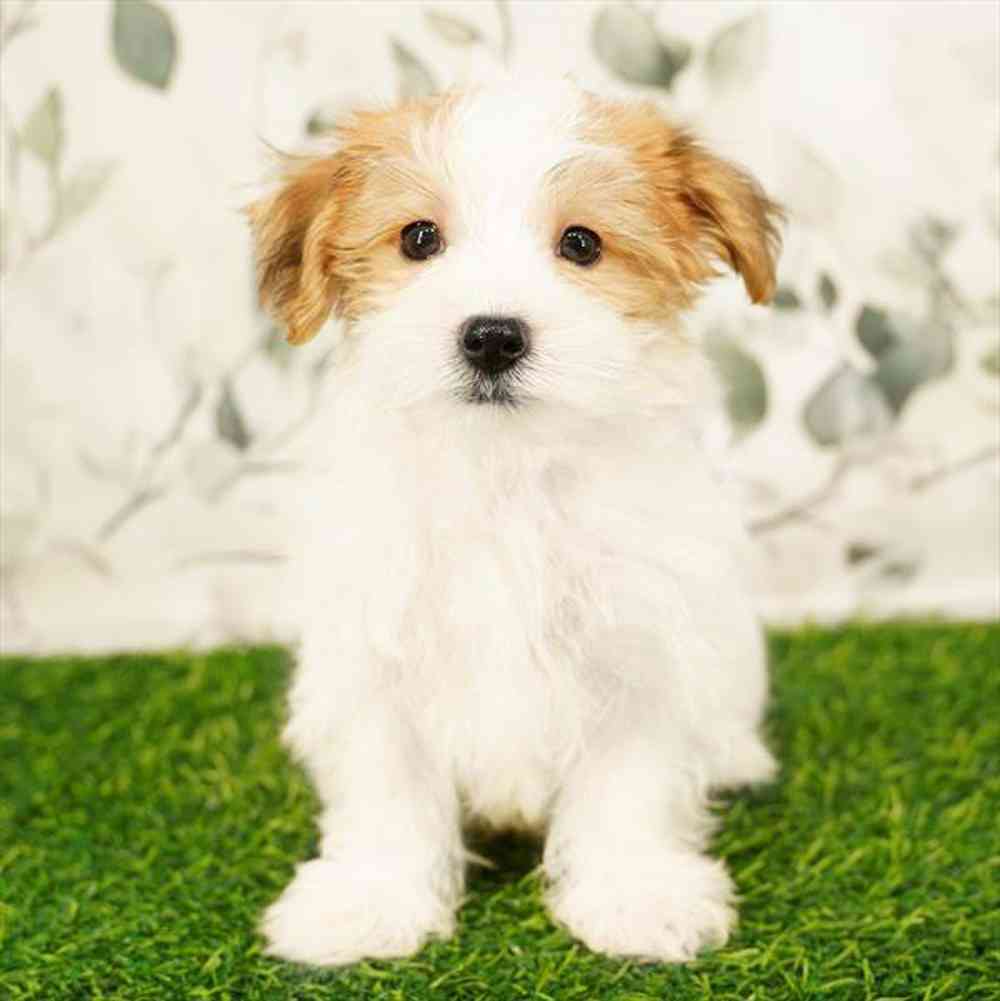 pet breed image