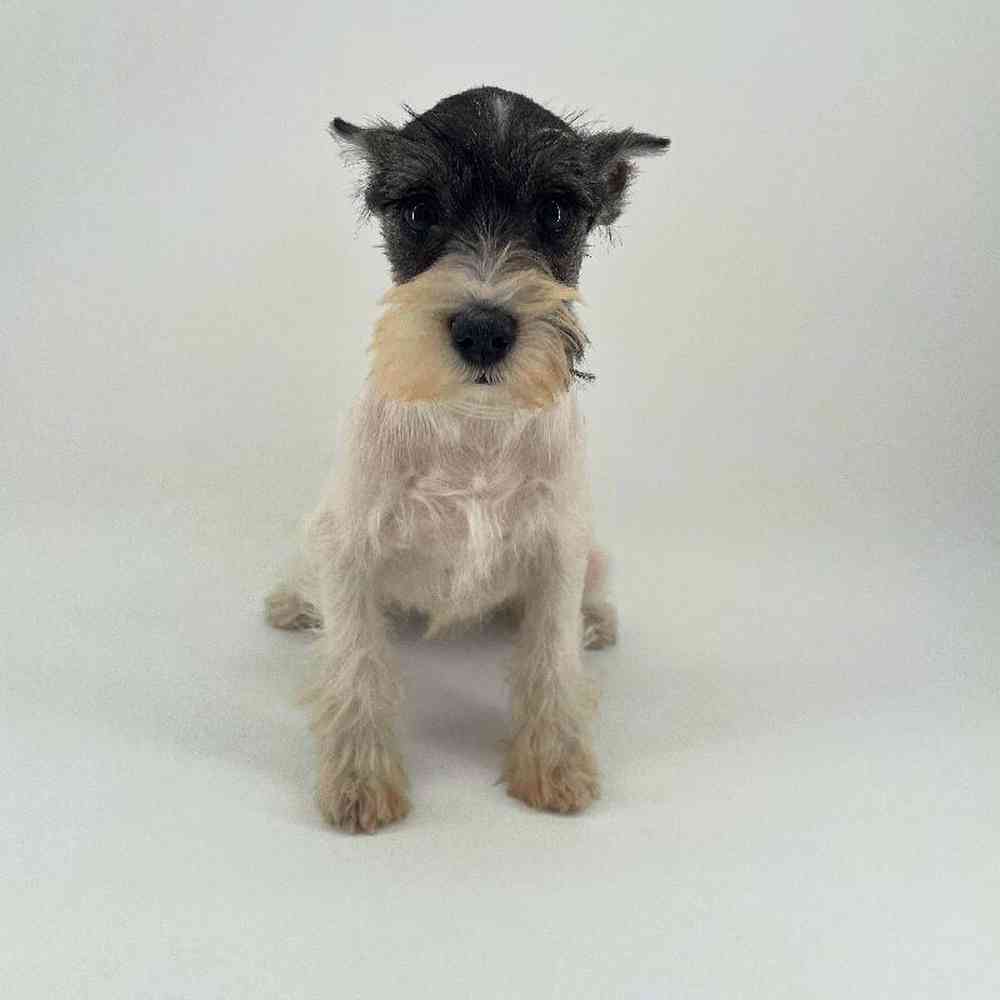 Image of a pet breed in the gallery