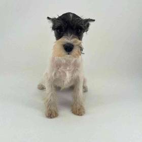 Mini Schnauzer