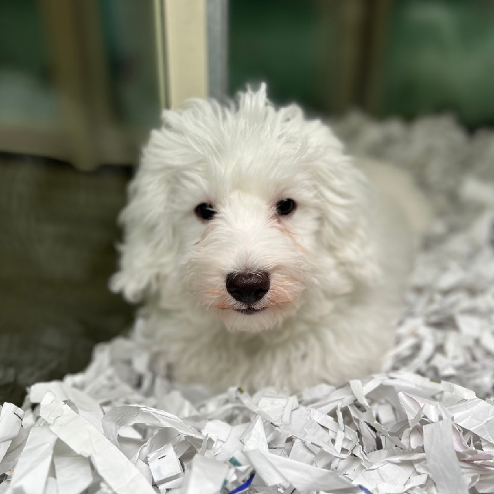 carousel pet images