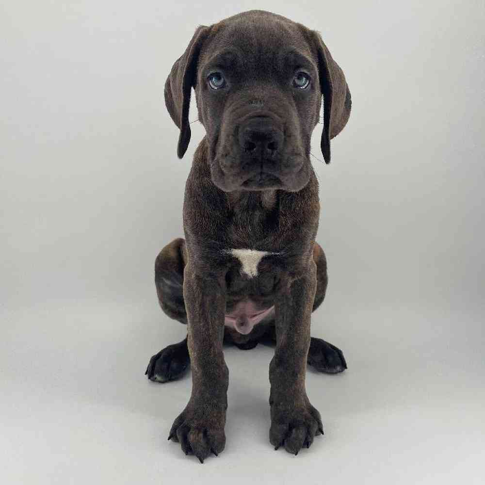 Image of a pet breed in the gallery