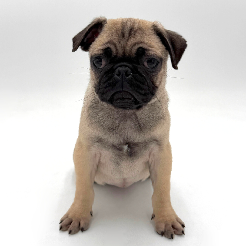 Image of a pet breed in the gallery