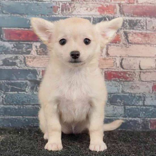 Chihuahua