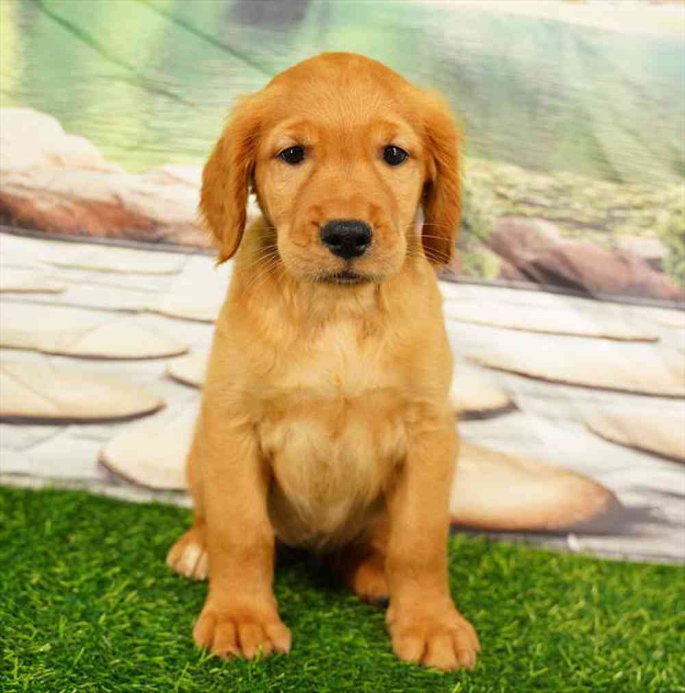 pet breed image