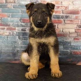 German Shepherd