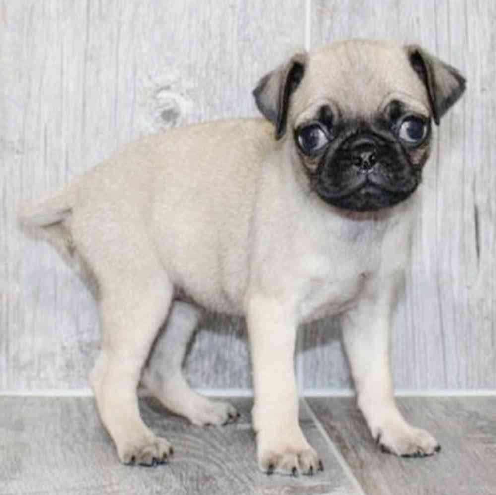 Image of a pet breed in the gallery