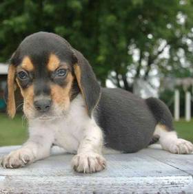 Beagle