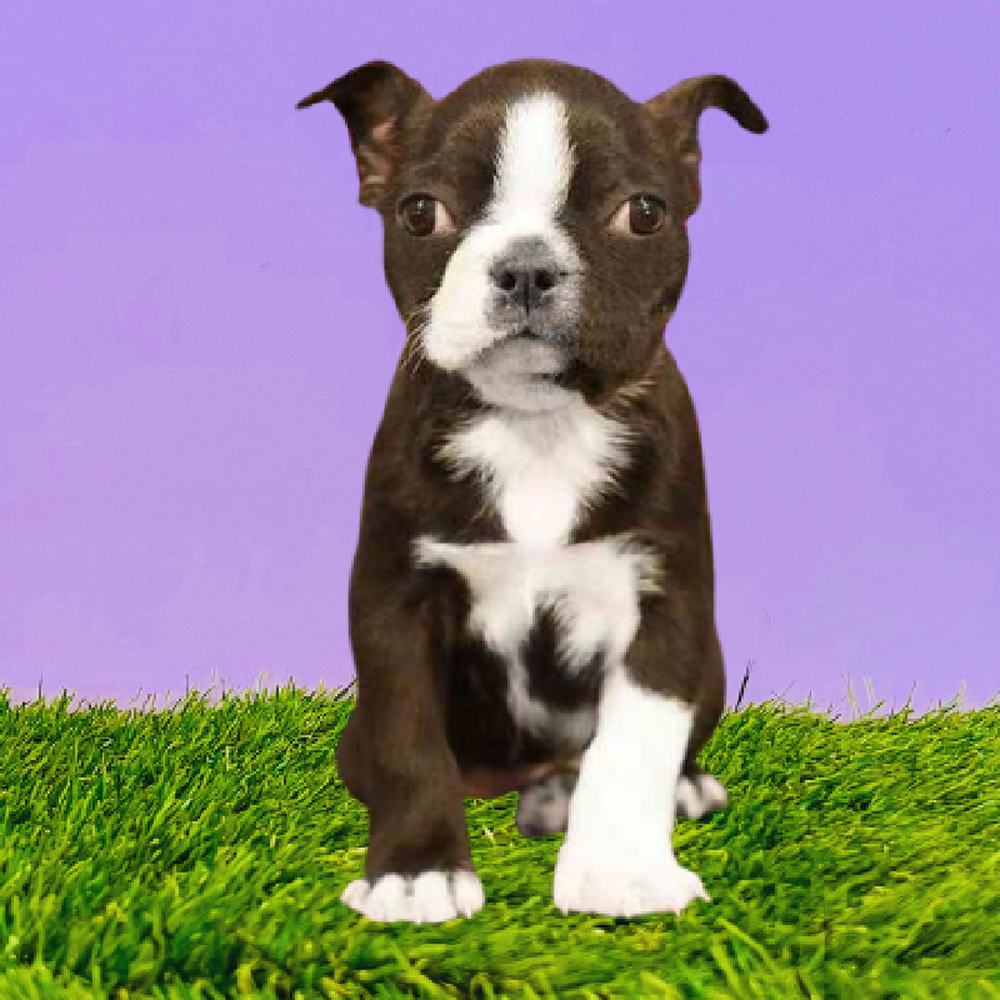 Female Boston Terrier Puppy for Sale in Marietta, GA