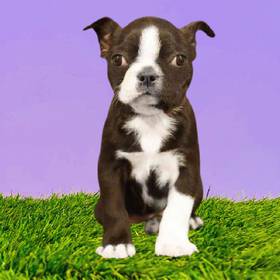 Boston Terrier