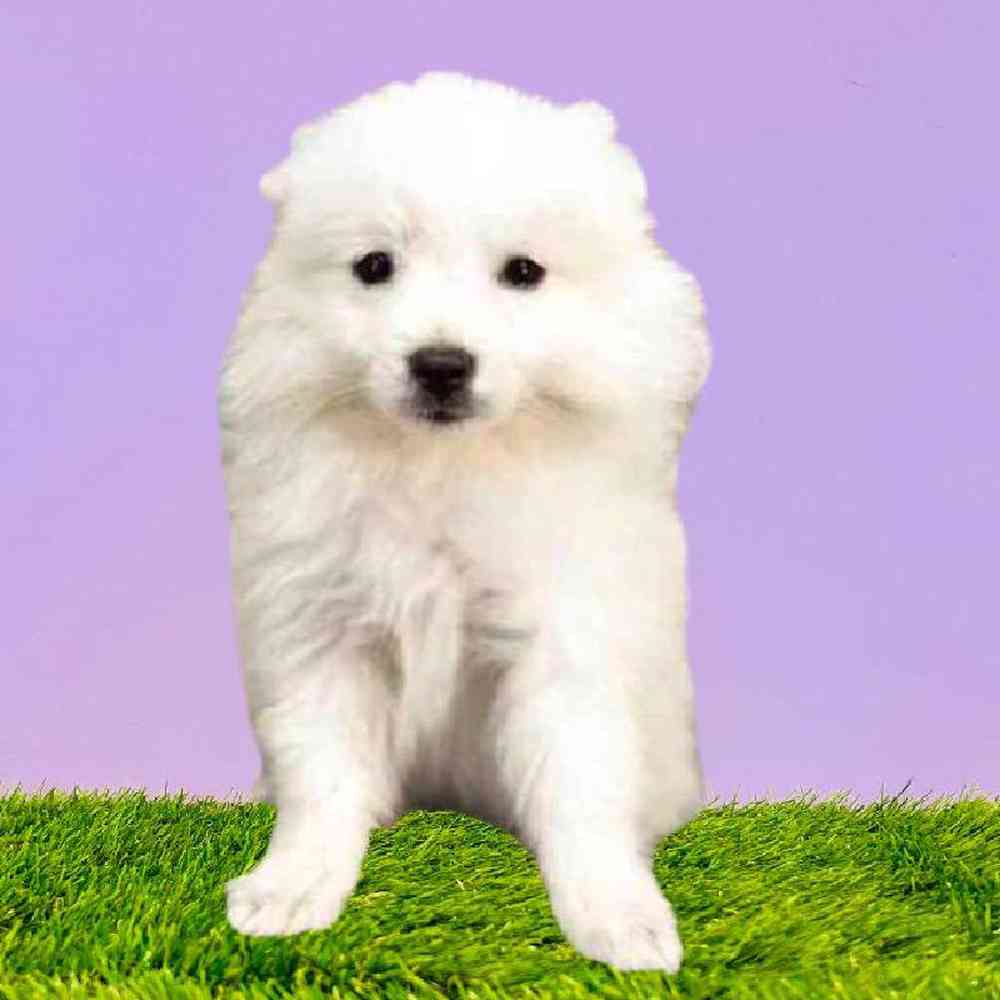 Male American Eskimo Puppy for Sale in Puyallup, WA