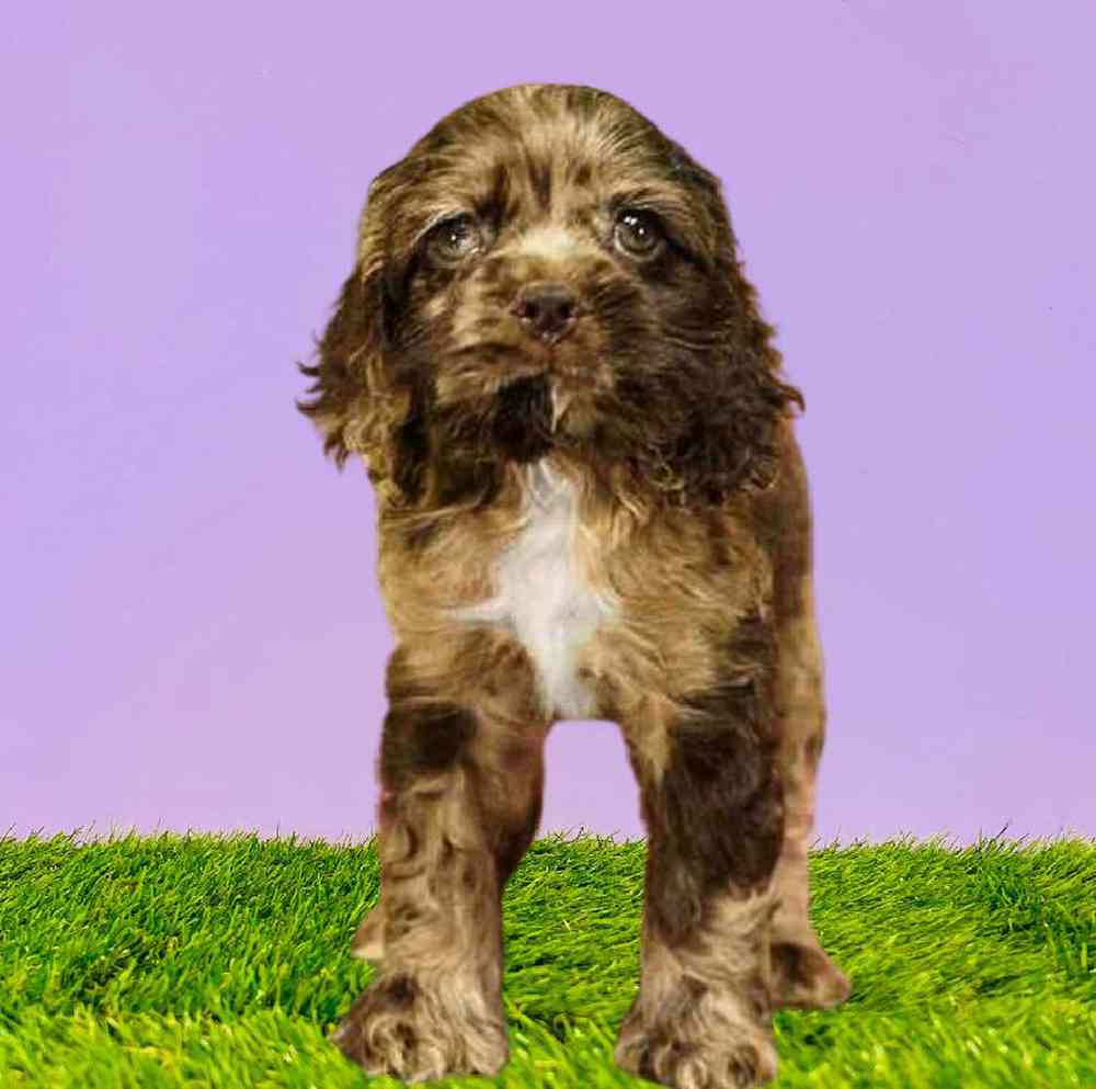 Female Cocker Spaniel Puppy for Sale in Puyallup, WA