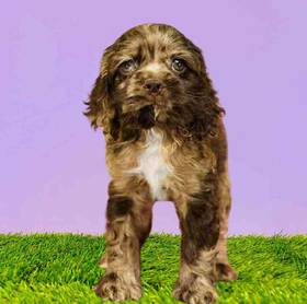 Cocker Spaniel