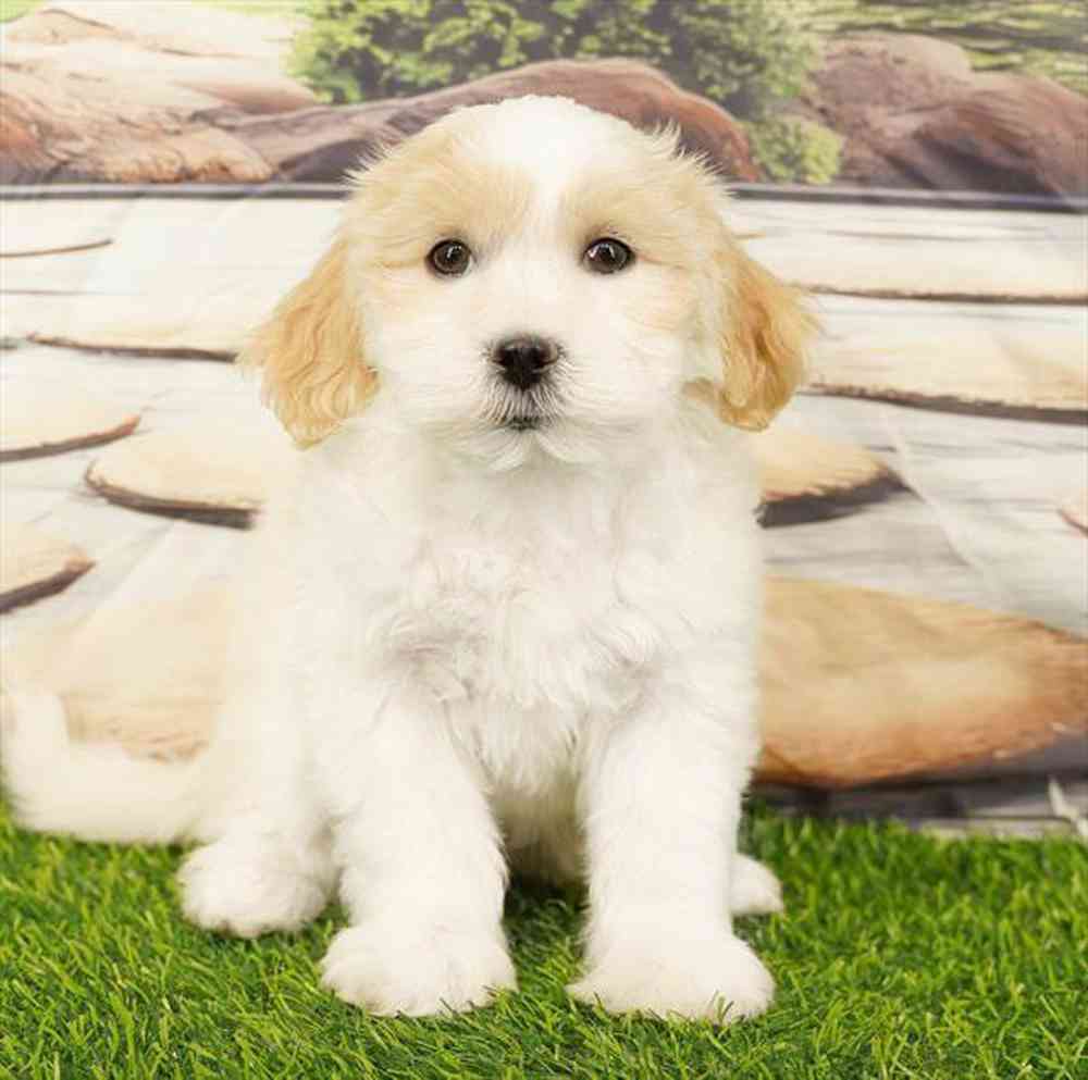 pet breed image