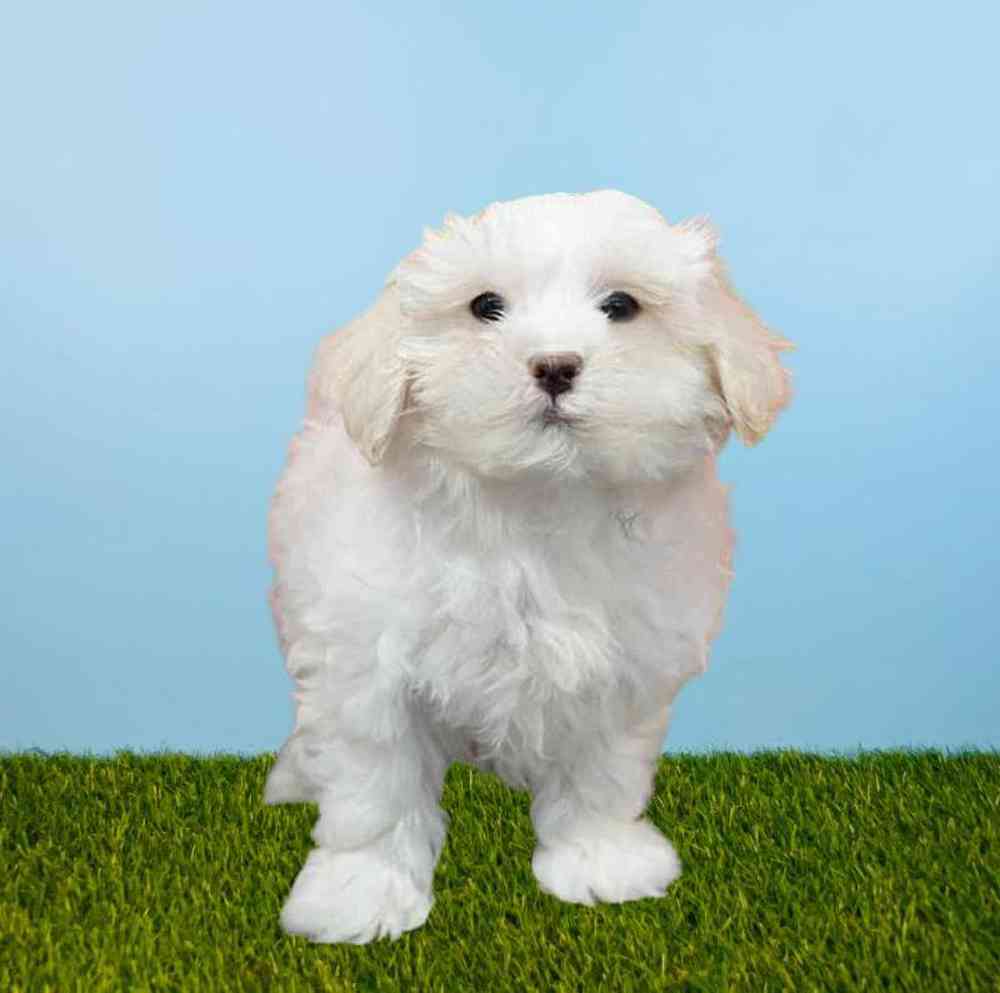 carousel pet images