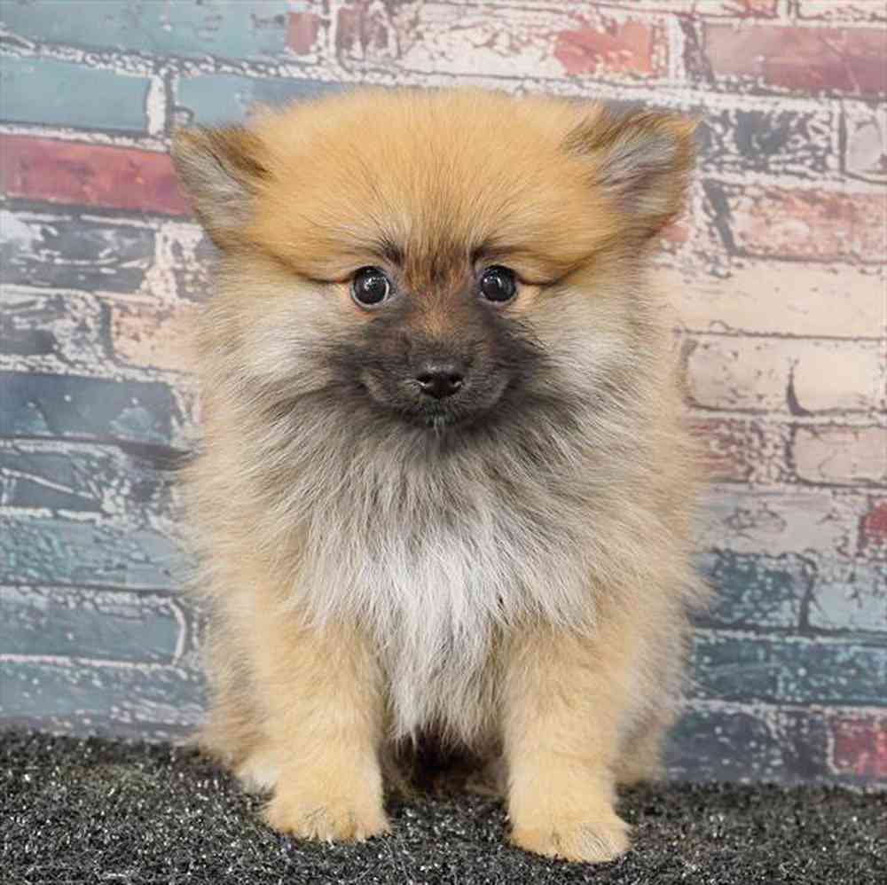 carousel pet images
