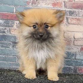 Pomeranian