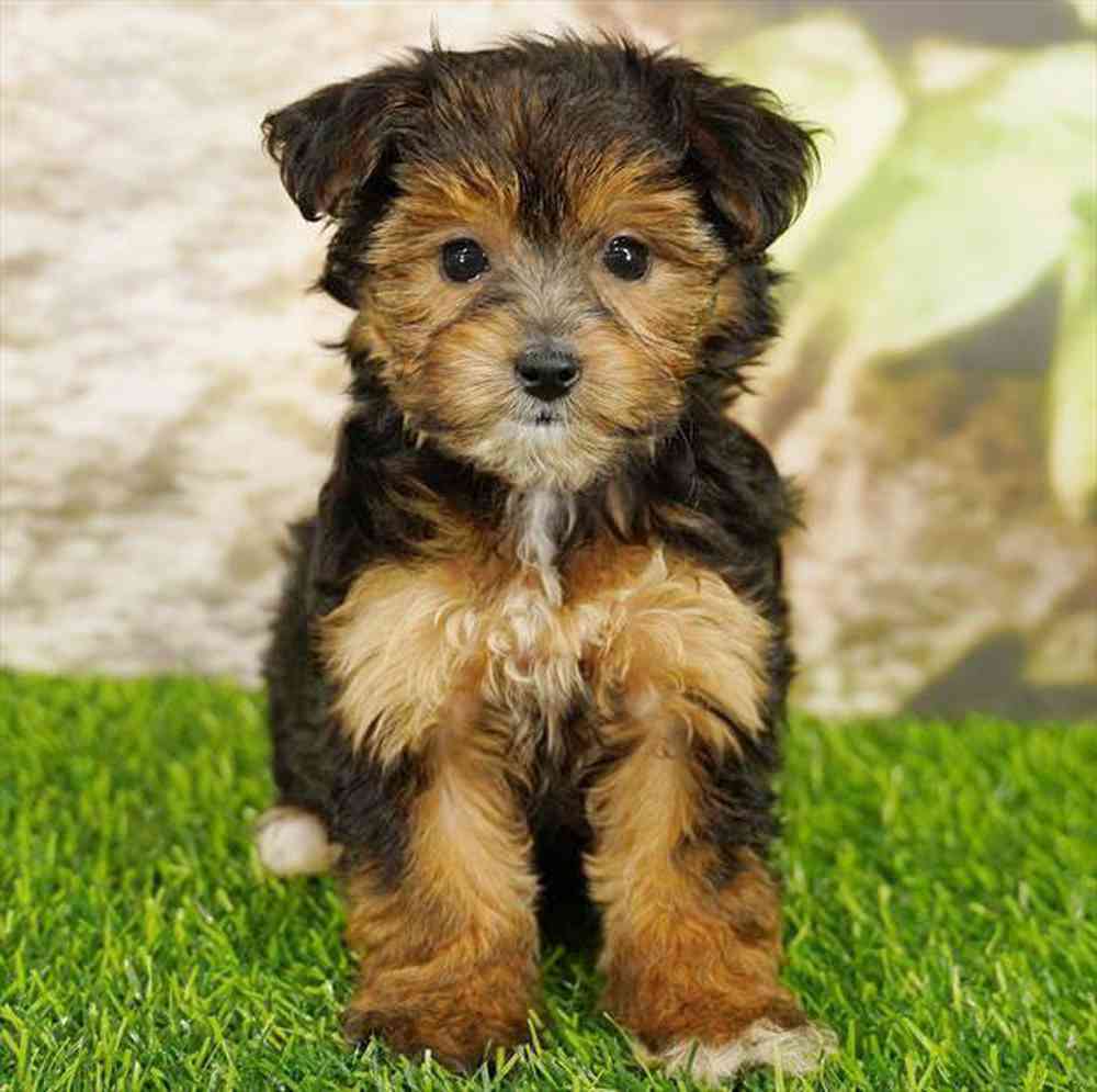 Image of a pet breed in the gallery