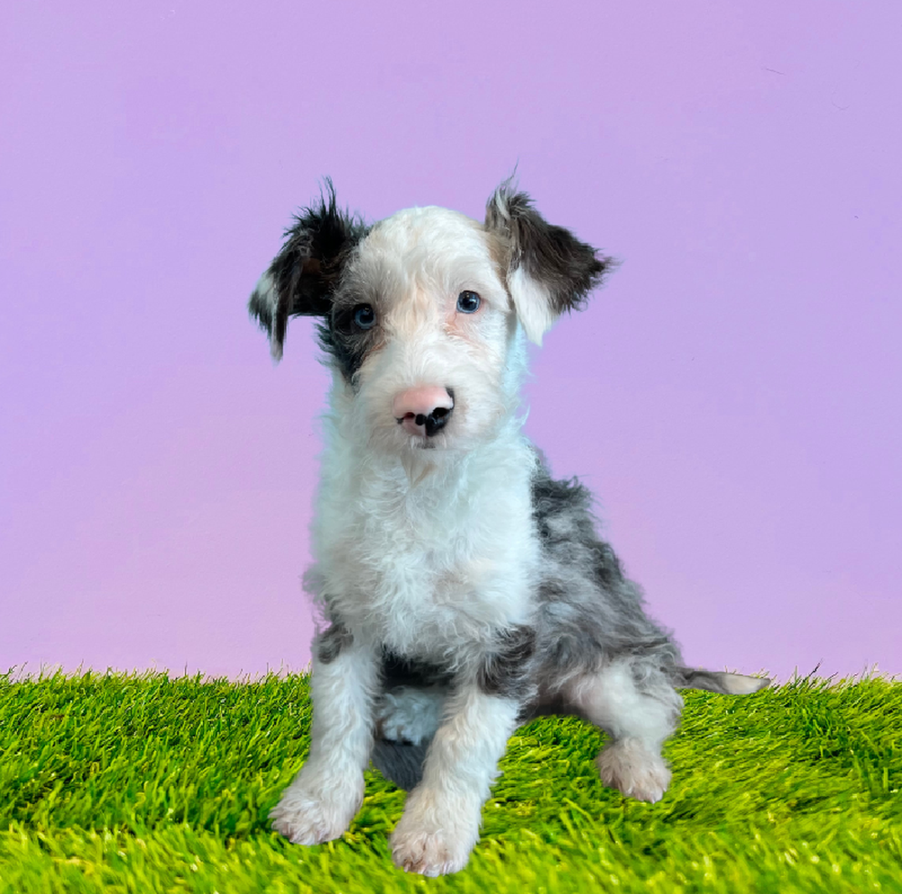 carousel pet images