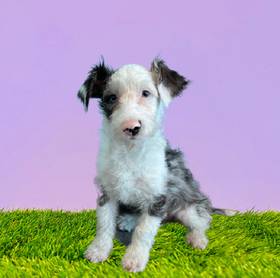 Schnoodle