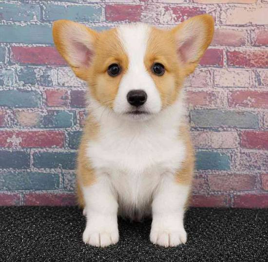 Pembroke Welsh Corgi