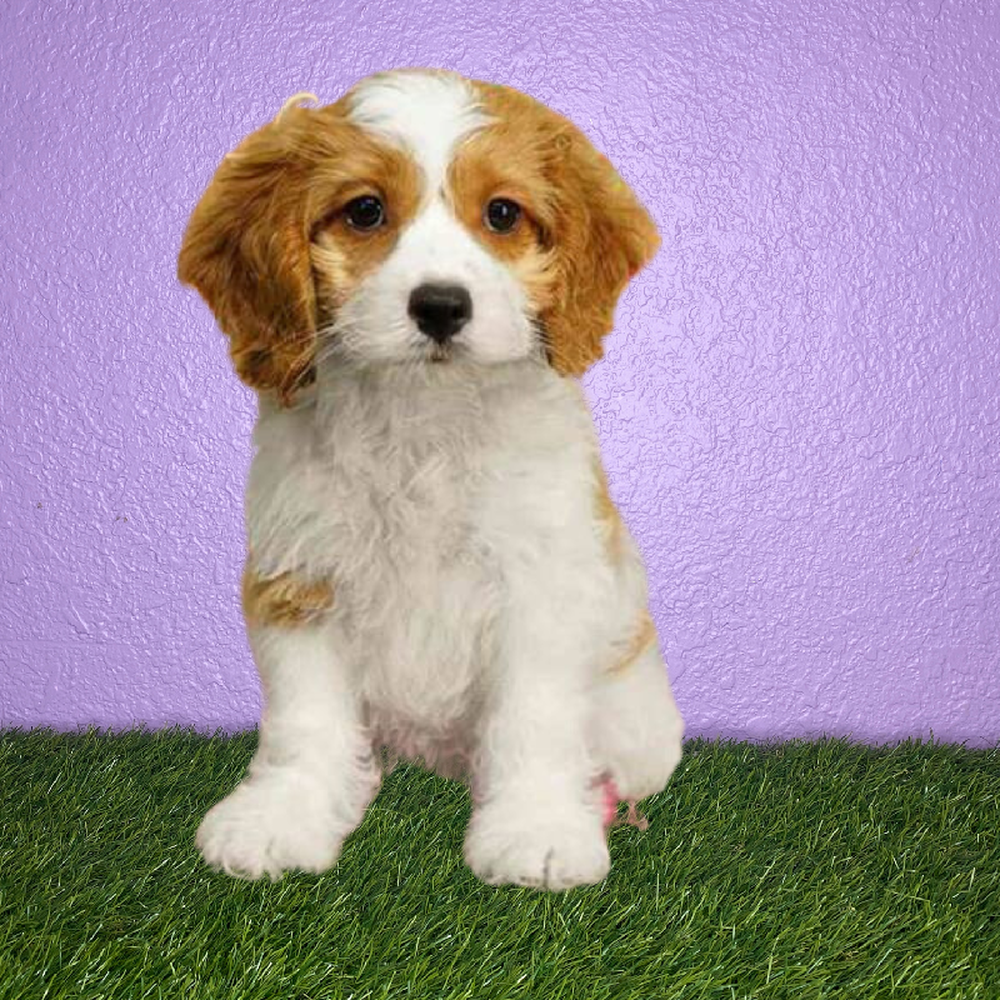Male Cockapoo Puppy for Sale in New Braunfels, TX