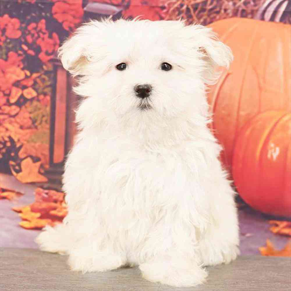 Image of a pet breed in the gallery