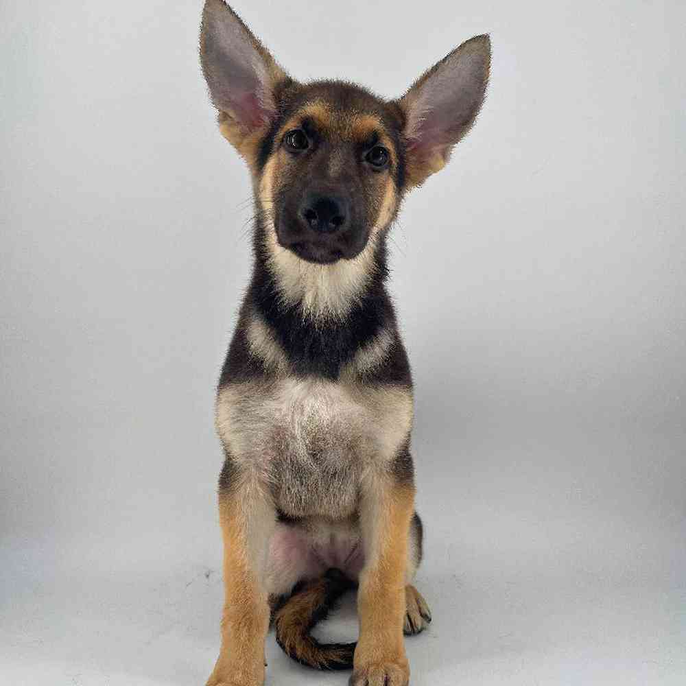 Image of a pet breed in the gallery