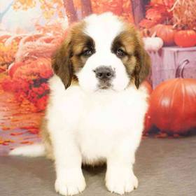 Saint Bernard