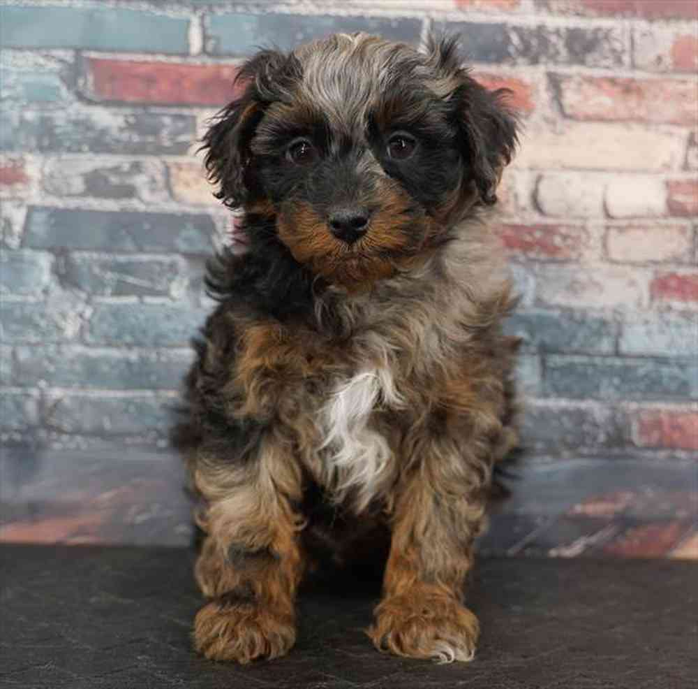 Image of a pet breed in the gallery