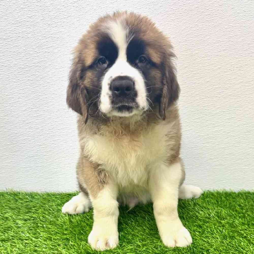 Image of a pet breed in the gallery