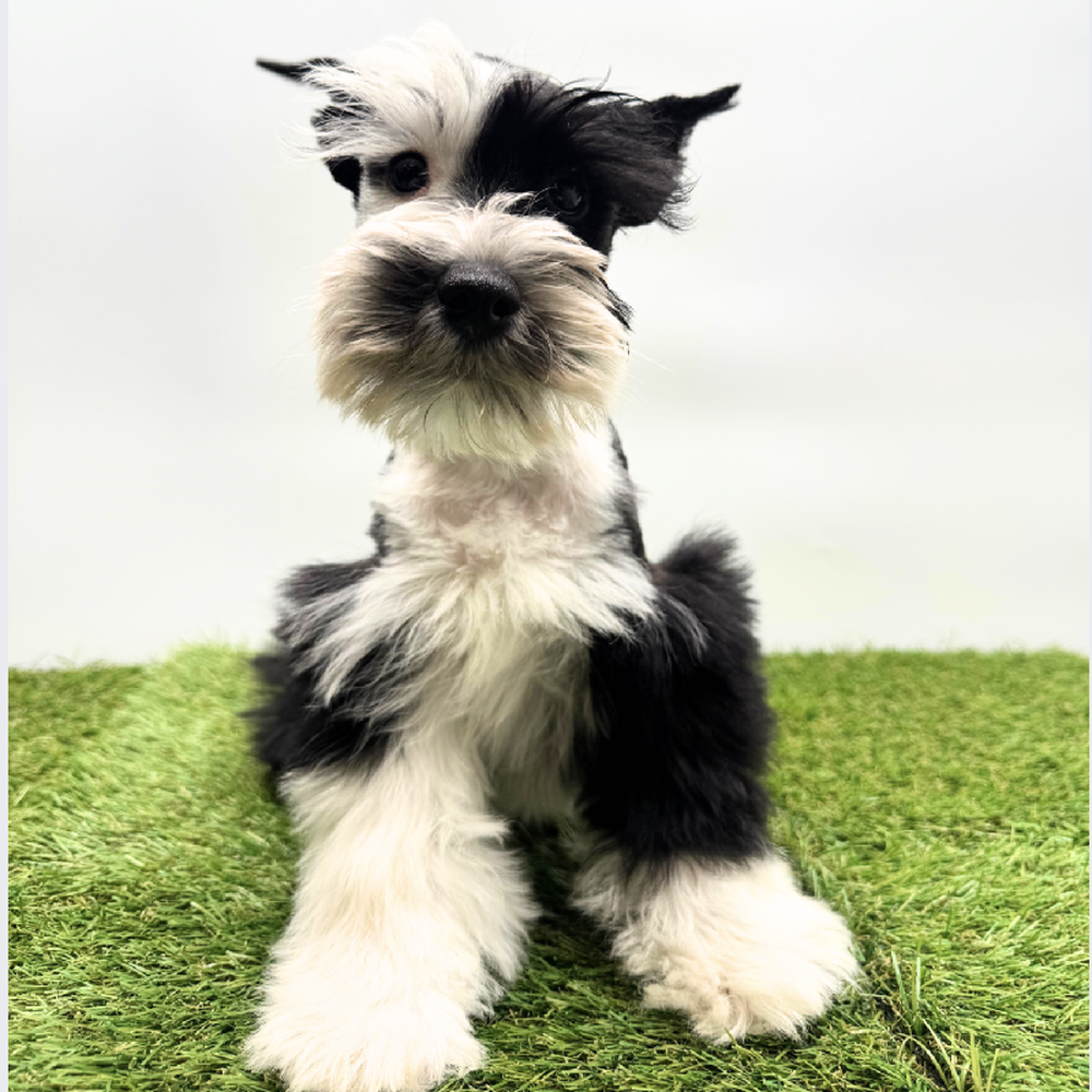 carousel pet images