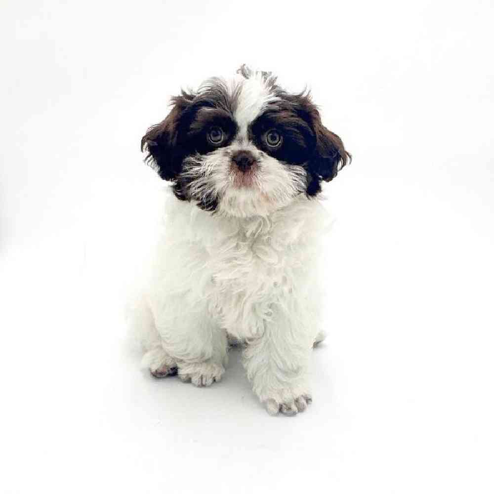 Image of a pet breed in the gallery