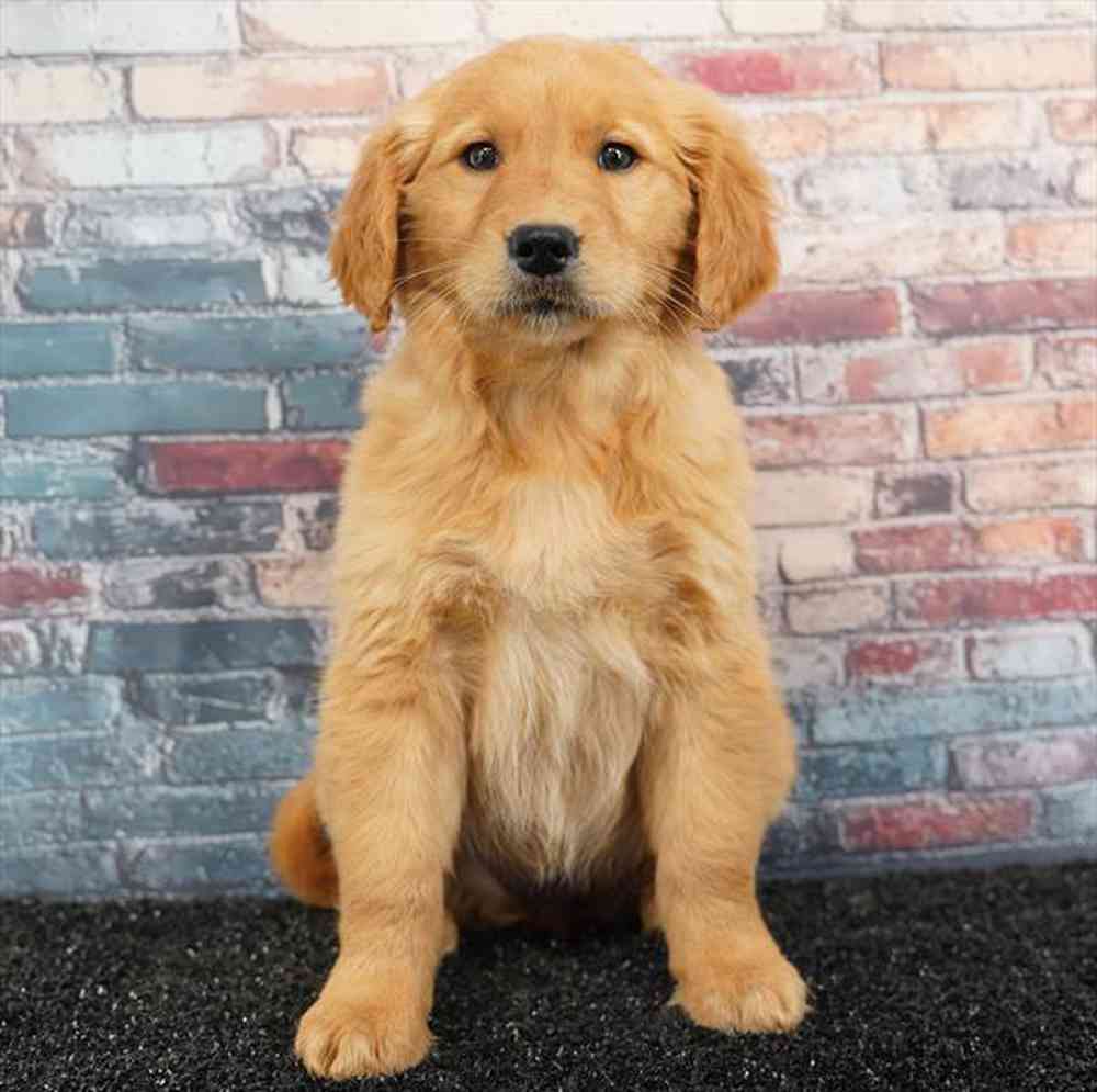 Image of a pet breed in the gallery