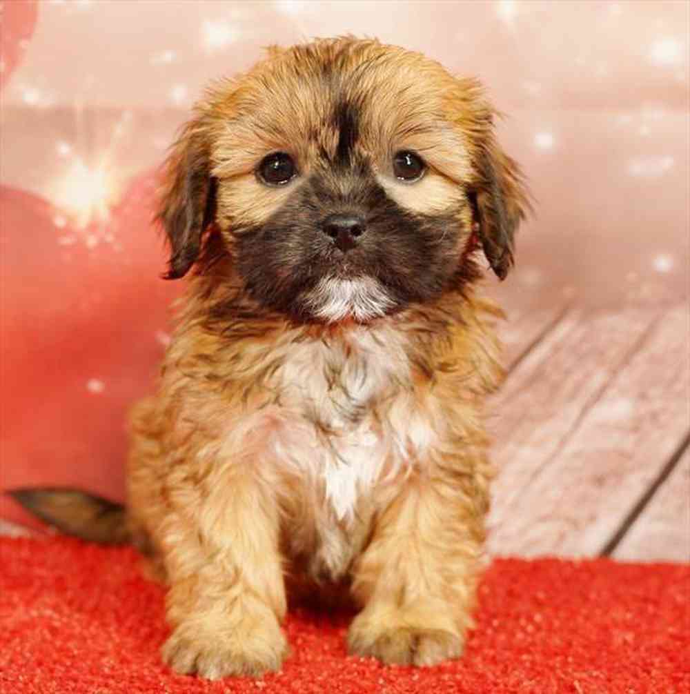 Image of a pet breed in the gallery