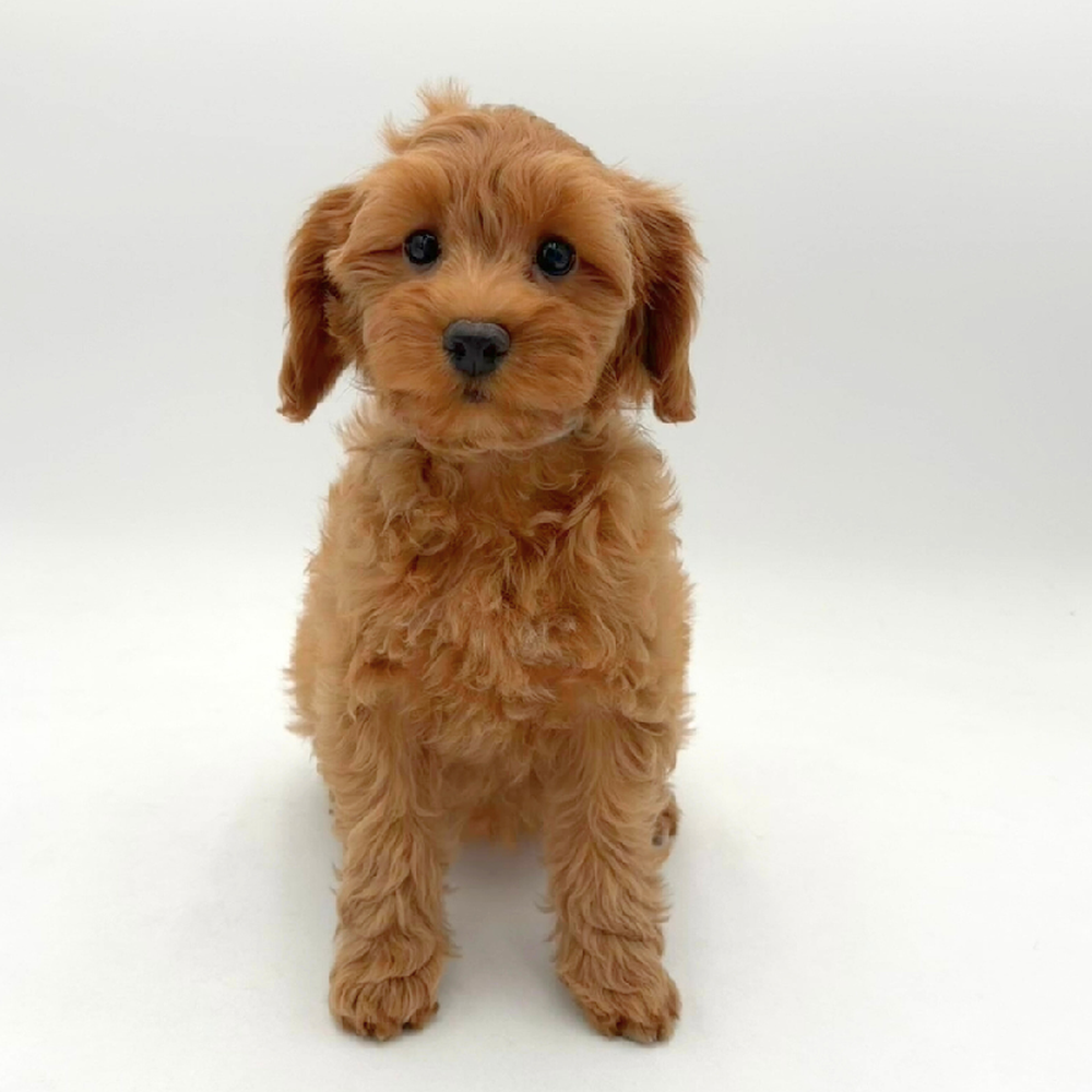 Image of a pet breed in the gallery