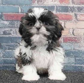 Shih Tzu