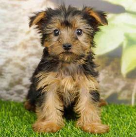 Yorkie
