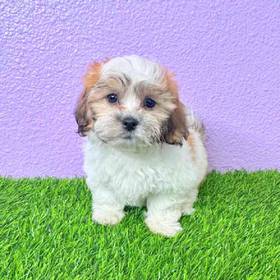 Shizapoo