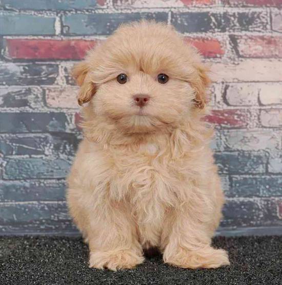 Shizapoo