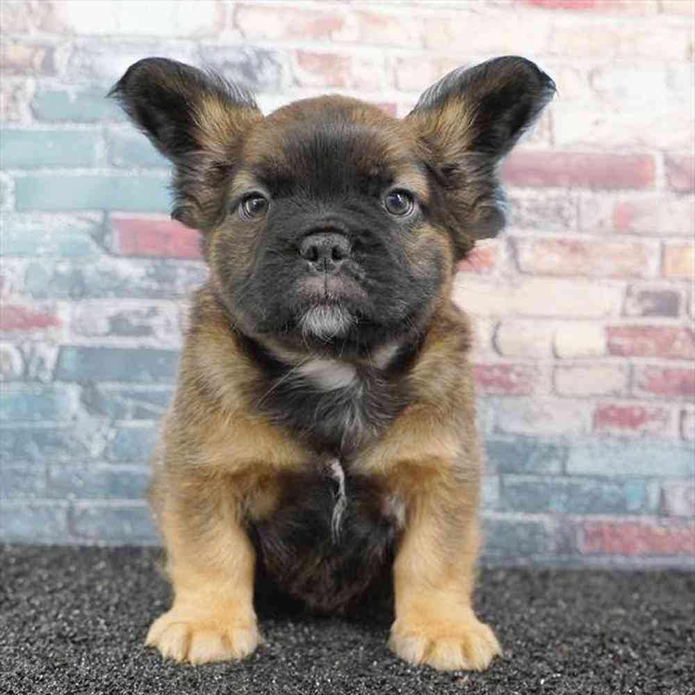 Image of a pet breed in the gallery