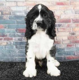 Cocker Spaniel