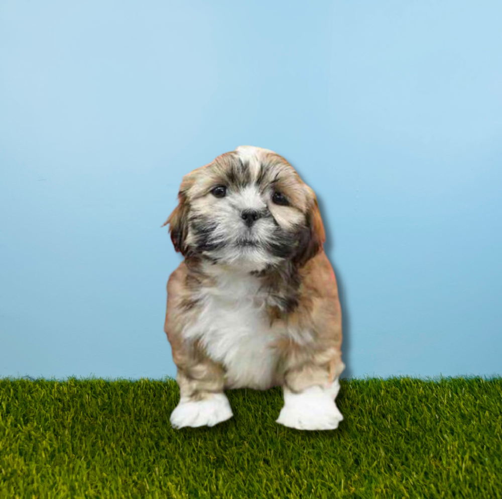carousel pet images