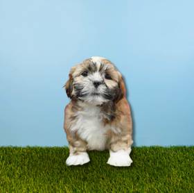 Lhasa Apso