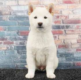 Shiba Inu