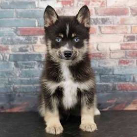 Pomsky