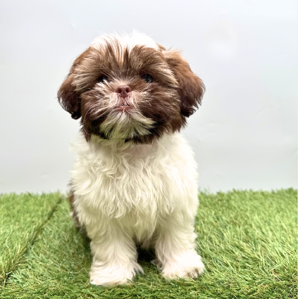 pet breed image