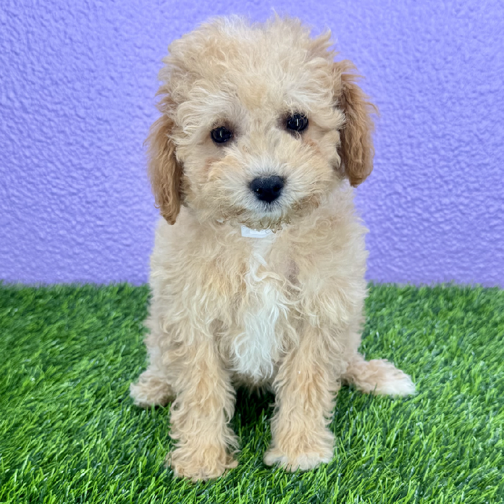 Image of a pet breed in the gallery