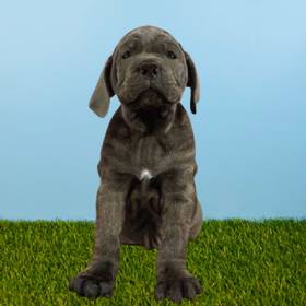 Neopolitan Mastiff