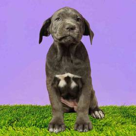 Cane Corso